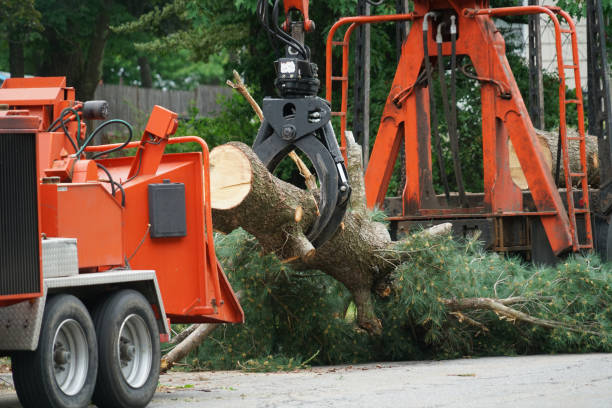 Reliable Woodstown, NJ  Tree Services Solutions